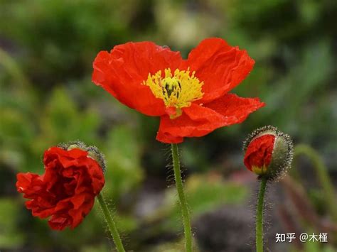 虞美人 花語|不同颜色虞美人的花语和寓意，凄美的传说，你知道吗！